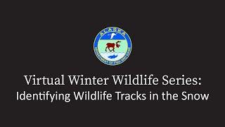 Winter Wildlife Series: Identifying Wildlife Tracks in the Snow