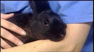 Mass Appeal Pet of the Week: mini rex rabbits!