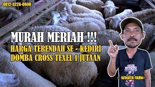 MURAH MERIAH HARGA TERENDAH SE - KEDIRI, DOMBA CROSS TEXEL 1 JUTAAN | WINATA FARM ! ASBLANAS.TV