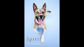 Foster/ Adopt Spirit Sept 3, 2023 Rescue Ridge