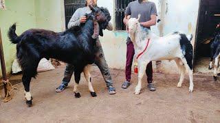 MASHAALLAH  EXTREME QUALITY BIG GOAT,S AT IRSHAD KOTA  (7740803310) #kotabakra