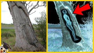 20 Choses Bizarres Trouvées Dans Les Arbres