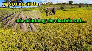 Quang Dũng || Bác Matia Đã Không Tin Đây Là Hạt Gạo Cho Tới Khi Bóc Vỏ Lúa Ra Mới Vỡ Oà .