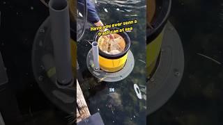 Have you ever seen a trash can at sea #knowledge #facts #mechanical #popular #science #world