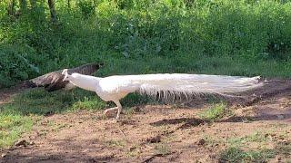 Male - Female Peacock sound | Peahen Peacock Morni ki awaz