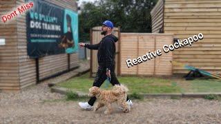 Reactive Cockapoo #cockapoos #dog #training