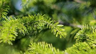 Footage — spruce Branches. Footages (footage) beautiful nature [FullHD]