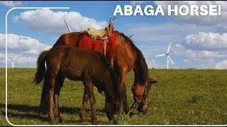 Abaga Horse: Mongolia’s Rare & Powerful Breed