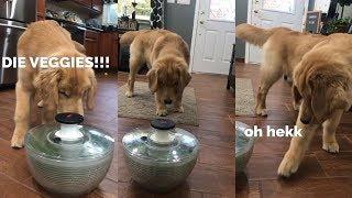 My Dog Reacts to a Salad Spinner
