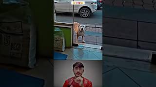 Sunwin | Link tải sunwin Respect animals ️#Ep_06