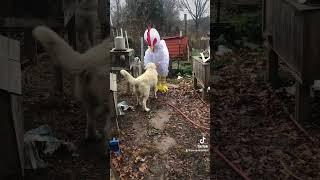 Well He Knew It Was Mom Dressed Like A Chicken  #greatpyrenees #farmdog #chicken