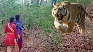 ..,TIGER ATTACK Man IN THE FOREST...jungle Me TIGER Ka attack ..RoYal bengol tiger attack....