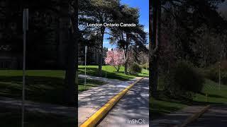 London Ontario: Western University View #londonontario #summer #blossom #vibes #beautiful #canada