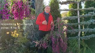 lespedeza thubergii | Garden Landscape | Landscape Plants | Garden Landscape Examples