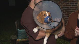 ‘Amazed he’s alive’: Dog shot, woman grazed by stray bullets in Lancaster County