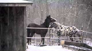 Morning horses playing in the snow.