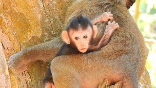 No Milk No Drink Full Time Staying With Monkey Spring, Poor Baby Ale Need Mom Angel Help...!