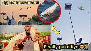 Pigeon tournament se pakde bht kabutar  || Try to catch new pigeons ️