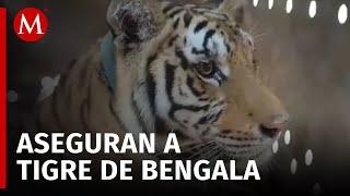 'Tita' está a salvo tigre de bengala asegurado en Sinaloa llega al santuario Ostok