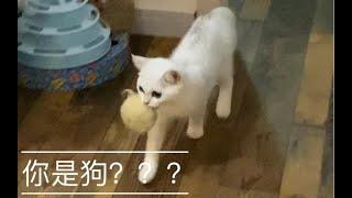 震惊！我的猫居然是只狗？？？