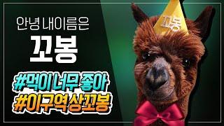 안녕 내이름은 '꼬봉' | I am a genius actor in alpaca world, Kkobong.