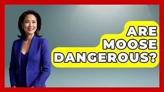 Are Moose Dangerous? - The Wild Life Explorer