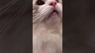 cute cat says meow