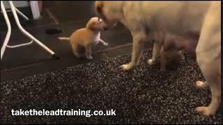 Mother dog shows how discipline works