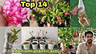 Top 14 Simple secret to Adenium plant care, Adenium grafting,  Adenium cuttings