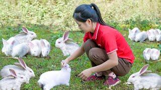 Harvest RABBIT - Build a rabbit farm at home | Ella Daily Life