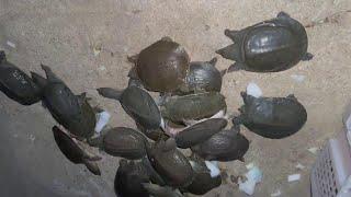 Another 142 more turtle will be counted and the turtle will be free next year!# Breeding is not eas