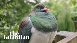 Inebriated kererū pigeons binge on fruit punch