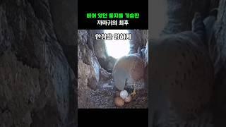 비어 있던 둥지를 기습한 까마귀의 최후
