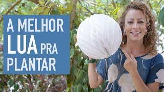 A influência da LUA nas PLANTAS: quando PLANTAR e COLHER