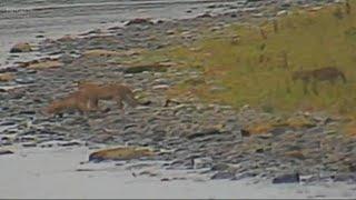 Four cougars caught on nature camera along Cowlitz River