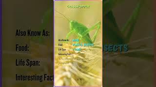 "Meet the Majestic Animals | Animal Name, Facts, and More | YouTube Shorts" #ZB55 #ZoomorphicBytes