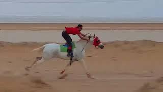 سباق الخيل اسرع حصان    ماشاء الله horse