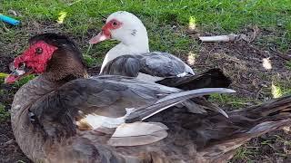 Muscovy under the bridge