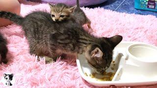 A kitten ate all the baby food for the baby kitten