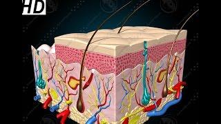 Anatomy and Physiology of Integumentary System Skin