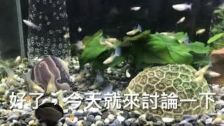 養魚先養水之孔雀魚公母魚比例該如何搭配比較適合