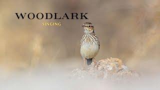 woodlark singing  N.A.B wildlife