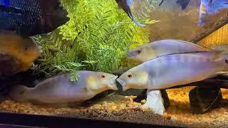 Giant pike cichlids flaring at each other