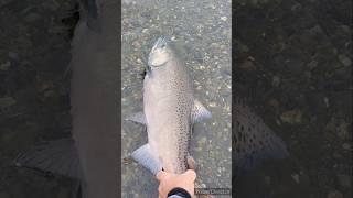 Shaking Tail with Chinook Salmon Catch and Release #chinooksalmon #salmonfishing #vedderriver #king