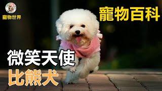 【比熊】微笑天使比熊犬，超級可愛粘人的狗狗，想養它的人一定要了解這些養寵知識