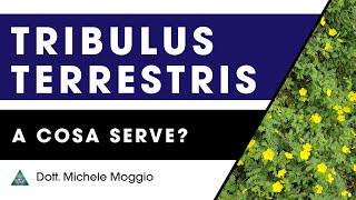 TRIBULUS TERRESTRIS a cosa serve?