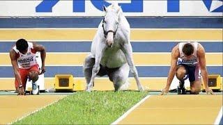 Best funniest horses of the week - Funny And Cute horses Video Compilation 2024 #22