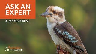 Kookaburra FAQs: Australia's Laughing Bird Explained