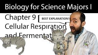 Chapter 9 – Cellular Respiration and Fermentation CLEARLY EXPLAINED!