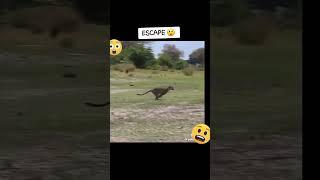 https://youtube.com/shorts/kTERK03Id5U?si=APfWxtLT_rgNPkaO